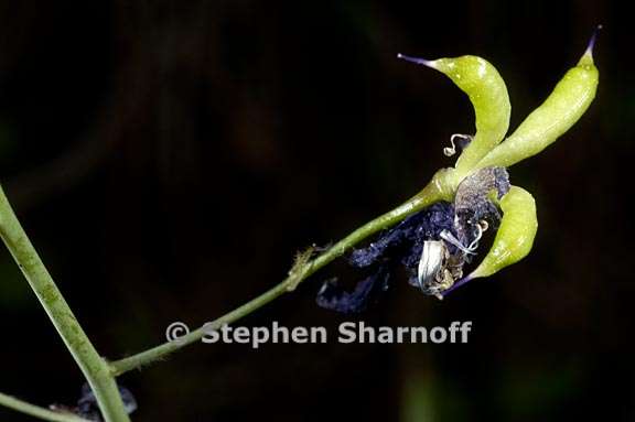 delphinium gracilentum 17 graphic